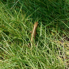 Eutropis multifasciata