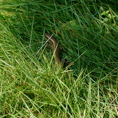 Eutropis multifasciata