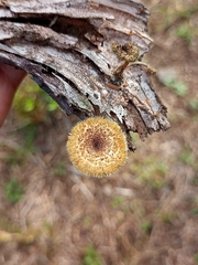 Lentinus crinitus