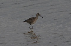 Tringa semipalmata semipalmata