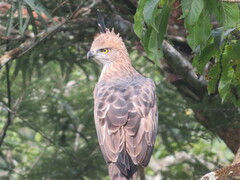Nisaetus cirrhatus