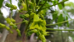 Cybistax antisyphilitica