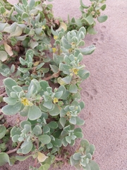 Tetragonia decumbens