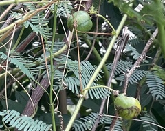 Phyllanthus emblica