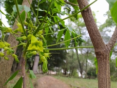 Cybistax antisyphilitica