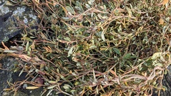 Atriplex portulacoides