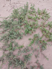 Tetragonia decumbens