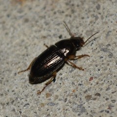 Selenophorus