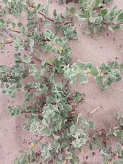 Tetragonia decumbens