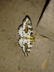 Abraxas grossulariata