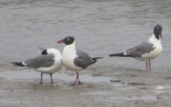 Leucophaeus atricilla