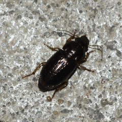 Selenophorus