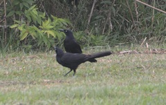 Quiscalus mexicanus