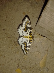 Abraxas grossulariata