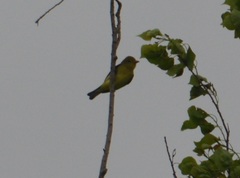 Piranga olivacea
