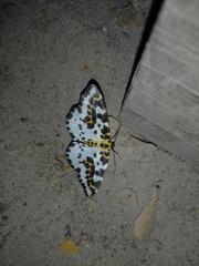 Abraxas grossulariata