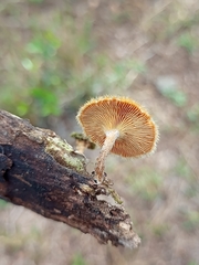 Lentinus crinitus