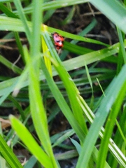 Coccinella transversalis
