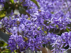 Petrea volubilis