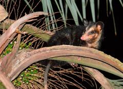 Didelphis aurita