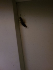 Euborellia annulipes