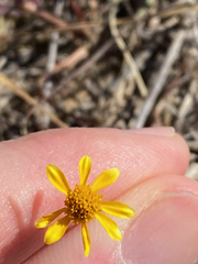 Thymophylla tenuiloba