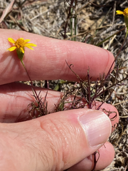 Thymophylla tenuiloba