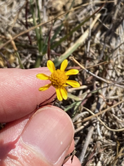 Thymophylla tenuiloba
