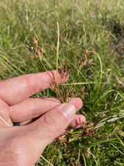 Fimbristylis dichotoma