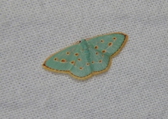 Comostolopsis stillata