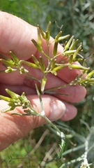 Senecio quadridentatus