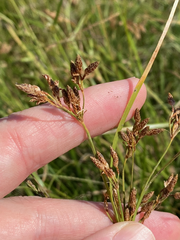 Fimbristylis dichotoma