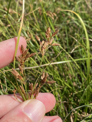 Fimbristylis dichotoma