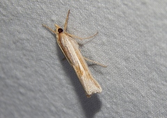 Ancylolomia chrysographellus