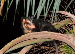 Didelphis aurita