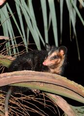 Didelphis aurita