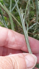 Senecio quadridentatus