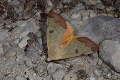 Ophiusa tirhaca