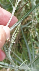 Senecio quadridentatus