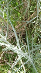 Senecio quadridentatus