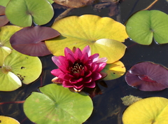 Nymphaea × marliacea