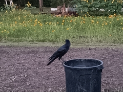 Corvus macrorhynchos levaillantii