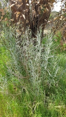Senecio quadridentatus