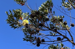 Eucalyptus conferruminata