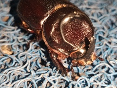 Oryctes rhinoceros