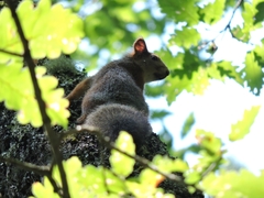 Sciurus anomalus