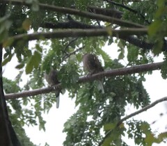 Streptopelia chinensis