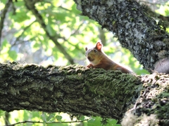 Sciurus anomalus