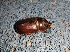 Oryctes rhinoceros