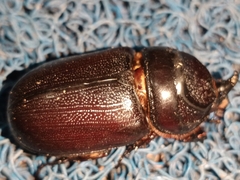 Oryctes rhinoceros